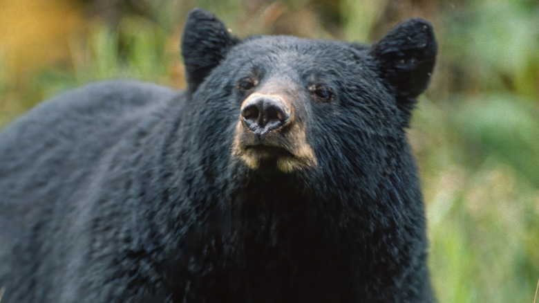 A black bear out in the wild.