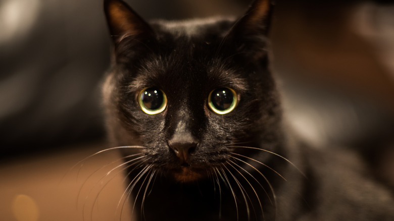 A black cat looking right at the camera.