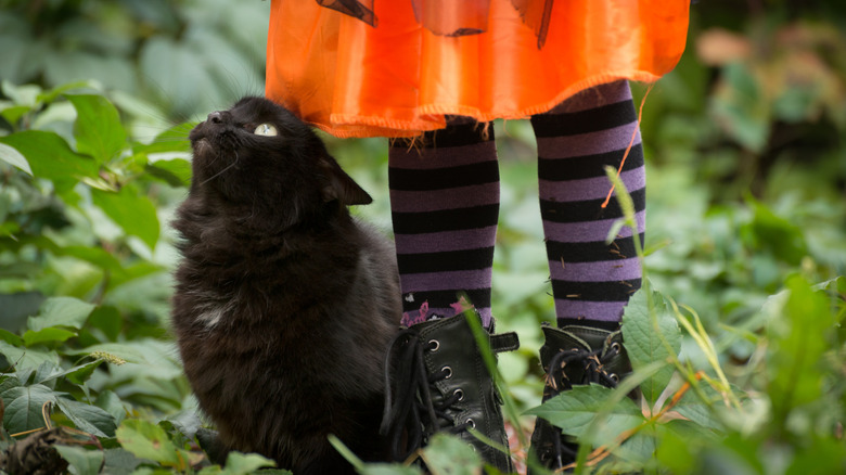 A black cat looks up at the legs of a person in costume.