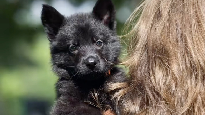 Miss Orange the black German Shepherd posing in her TikTok video.
