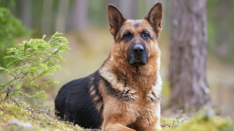German Shepherd dog looking relaxed but alert outside.
