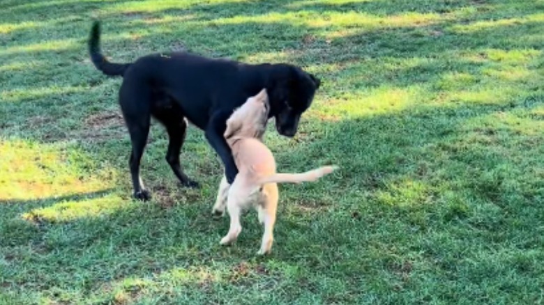 Black Labrador and golden retriever puppy playing together in yard