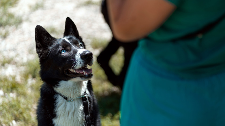 A dog intently listening to its owner.