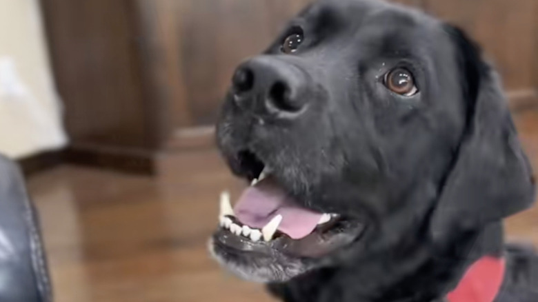 Sully the black lab gets the good news about going to grandparents' house.