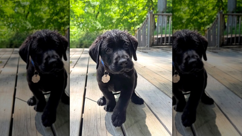 Timmy the black lab puppy posing on a deck