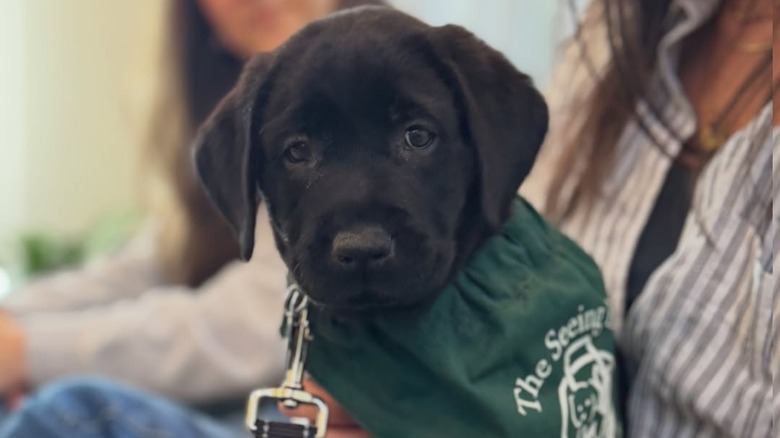 Timmy the black Labrador puppy sitting with a bandana around his neck