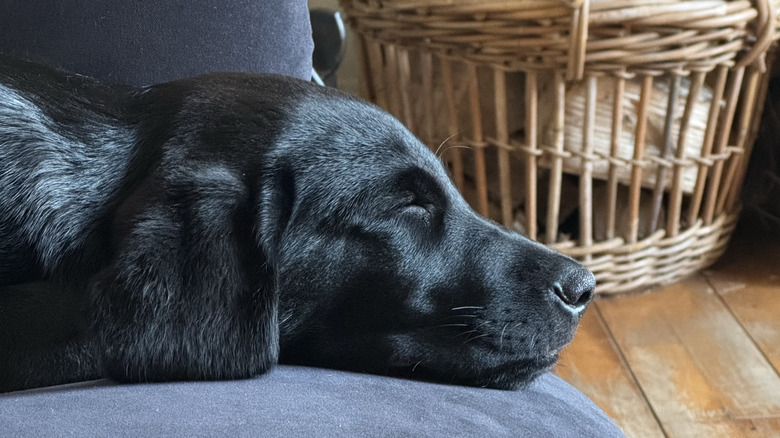Close-up of black Labrador puppy on a couch