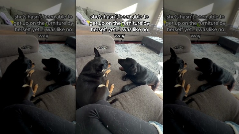 Black Labrador puppy struggles to jump onto the sofa while another little dog watches