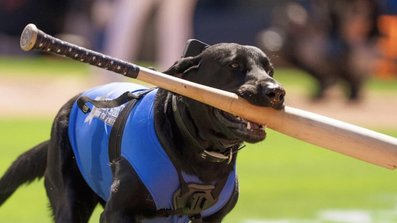 Champ the bat dog works for the MLB Durham Bulls team.