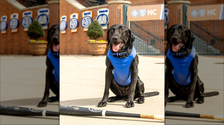 Champ the bat dog works for the MLB Durham Bulls team.