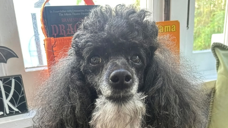 Fuzzy black poodle with silver-gray beard