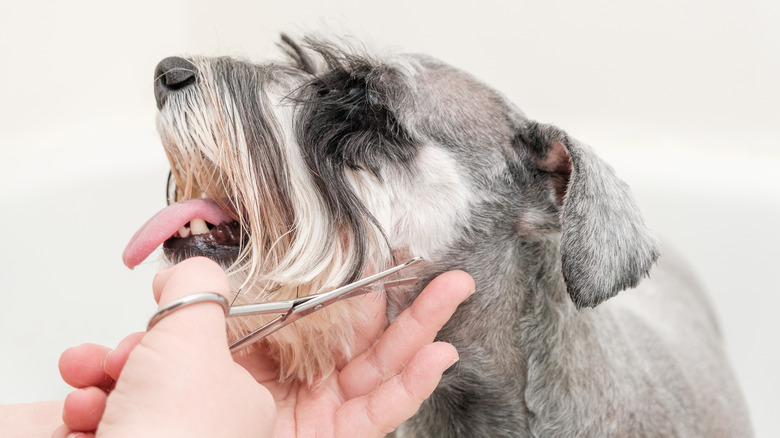 Dog's beard being trimmed with scissors