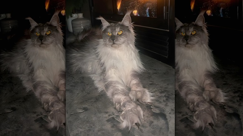 Maine coon cat stretched out in front of a fireplace