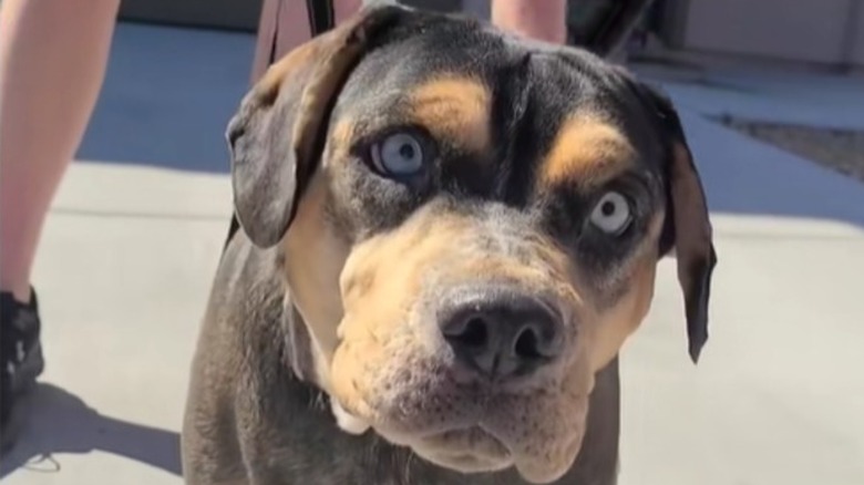 Closeup of blind dog