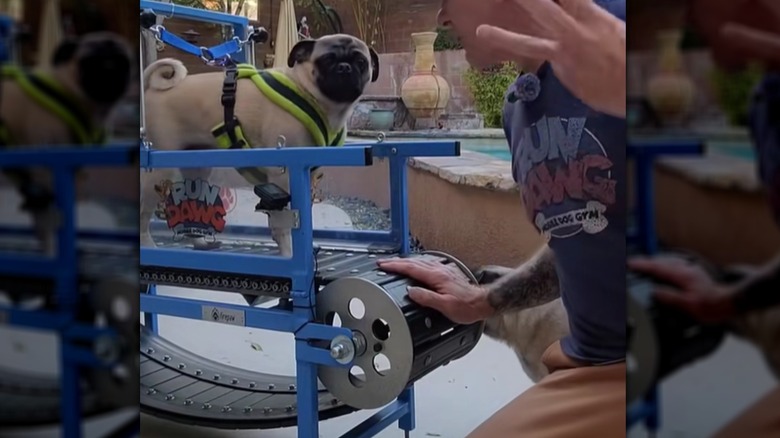 Pug harnessed to slatmill outside