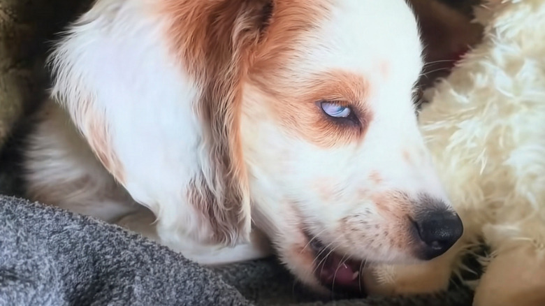 Mini dachshund chewing on a stuffed toy