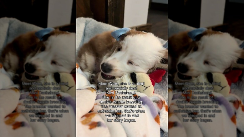 Mini dachshund chewing on a stuffed toy