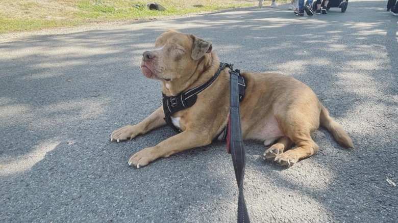 Blind leashed dog lying on sidewalk
