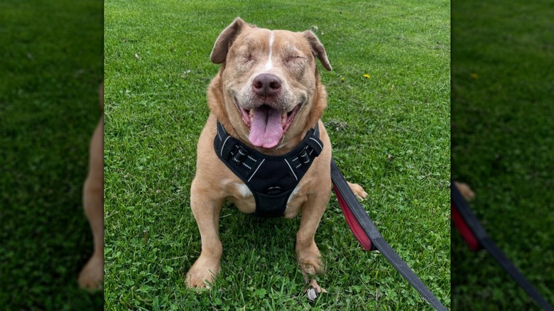 Happy blind dog sitting in grass