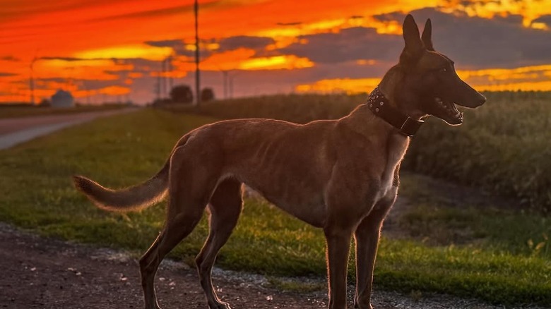 Firefly at a sunset