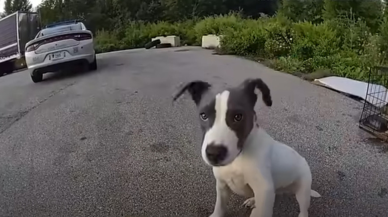 Gray and white puppy abandoned at a highway rest stop