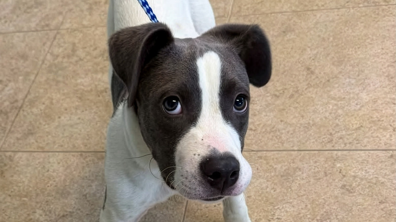 Close-up of cute gray and white puppy