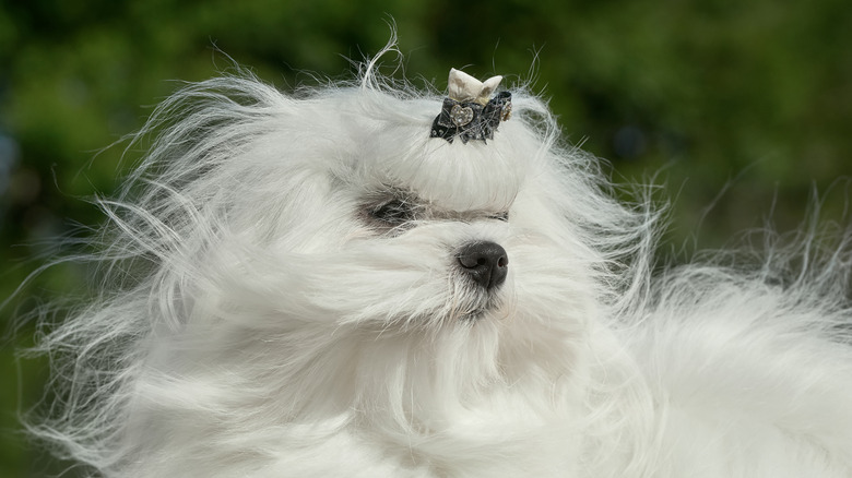 White maltese dog with gorgeous long blowing hair.