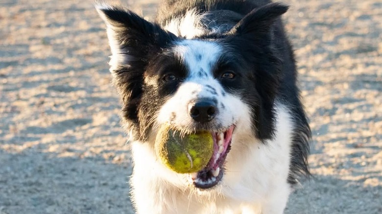 Mal the border collie from TikTok likes to cause chaos.
