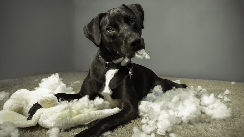 A dog with a torn up stuffed animal.