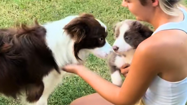 An adult border collie sniffing a border collie puppy in a person's arms