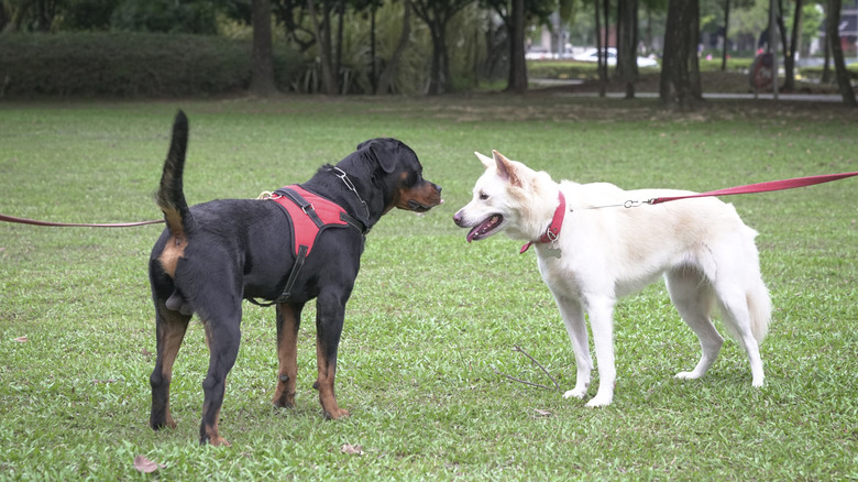 A Rottweiler and white Swiss shepherd, both on leashes, facing each other in the field