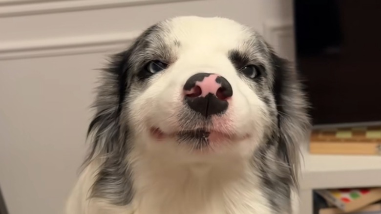 White and grey border collie with a star on its nose smiles.