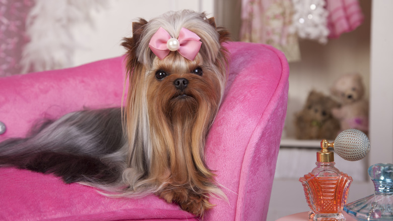 Yorkshire terrier lying on a pink lounge chair in her dressing room getting a beauty treatment and lots of beauty rest. Beauty Salon Spa Treament Concept.