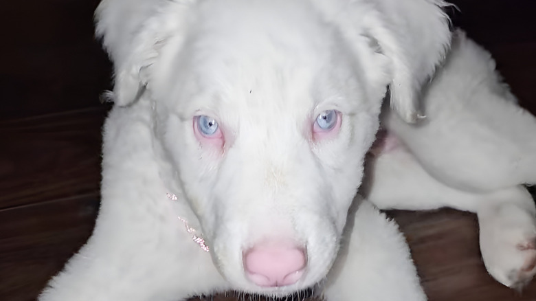 White dog with striking blue eyes gazes at the camera