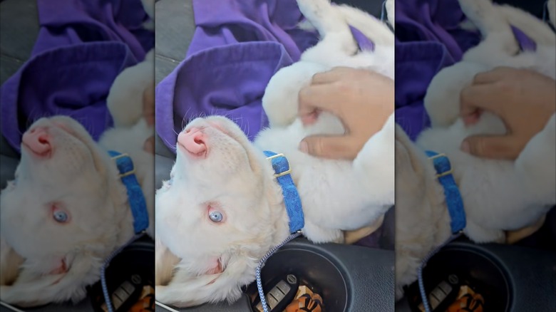 White dog lies on his back, getting a belly rub