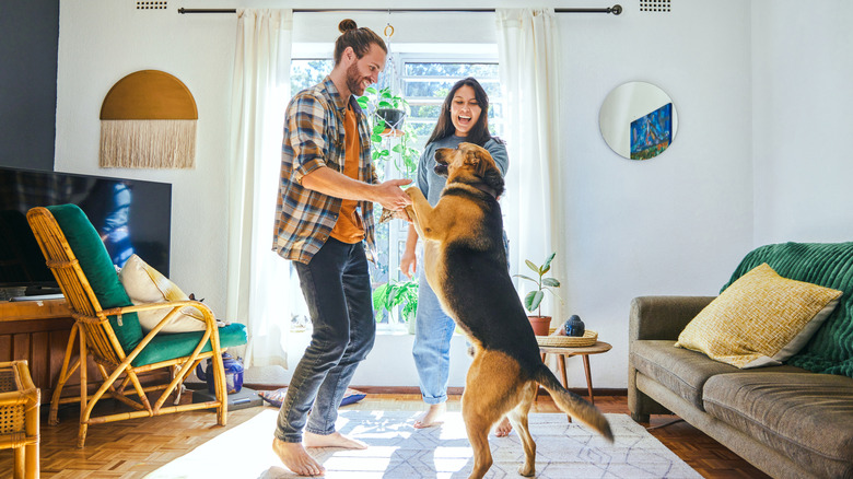 Big dog dancing with man in living room as woman watches.