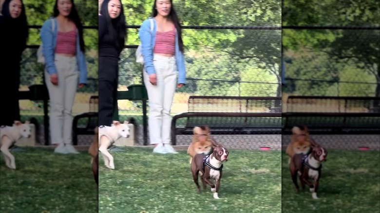 Boston terrier running away from two other dogs