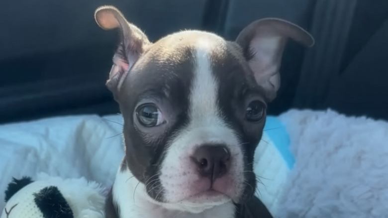 Close-up of Boston terrier