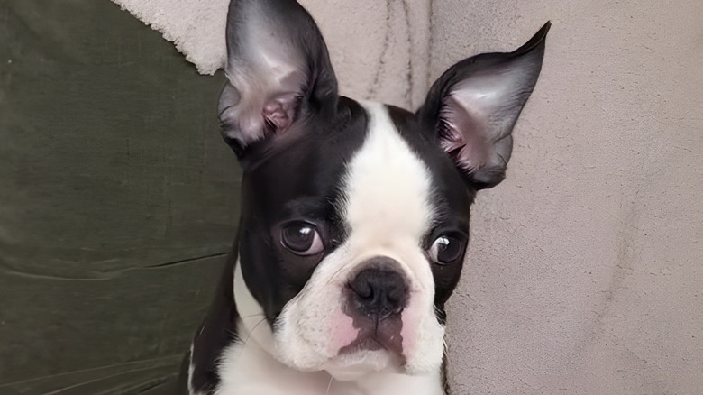 Close-up of a Boston terrier