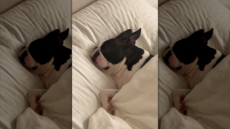 Boston terrier sleeping under a duvet, with her head on a pillow
