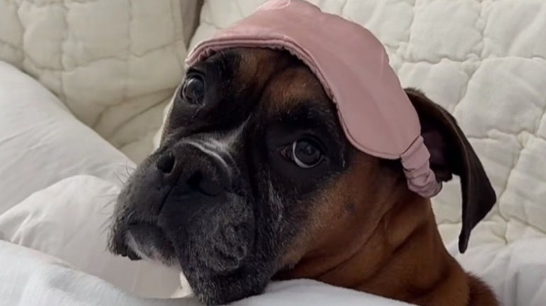 Boxer lying in bed gives side-eye while in a sleep mask.