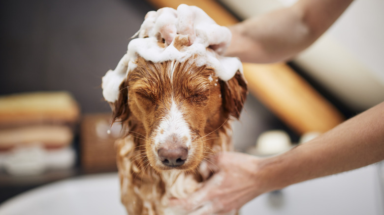 Dog reluctantly taking bath at home.