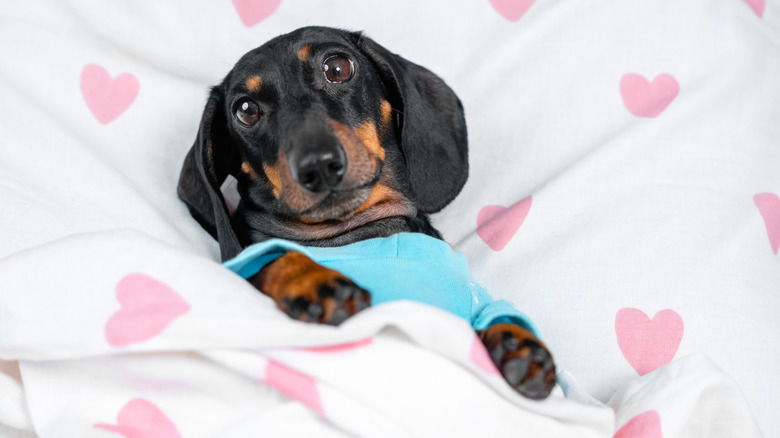 Adorable dachshund cozy in bed with pajamas on.