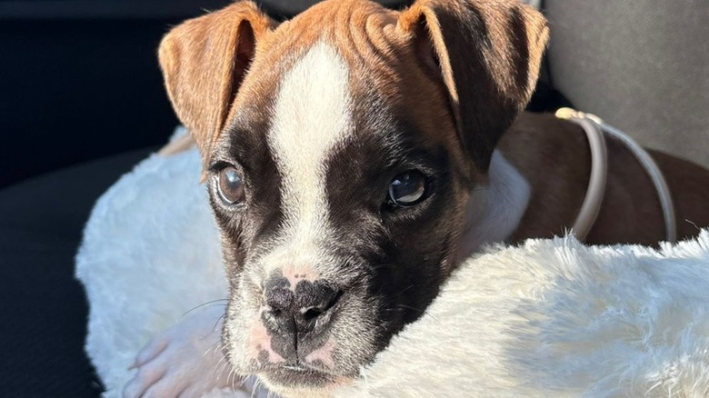 TikTok dog Lucy the boxer snuggling in a blanket