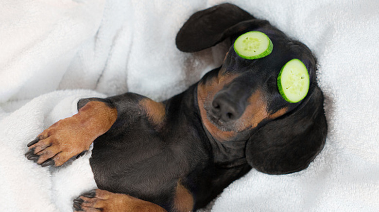 Dachshund, black and tan, relaxed from spa procedures on face with cucumber, covered with a towel.