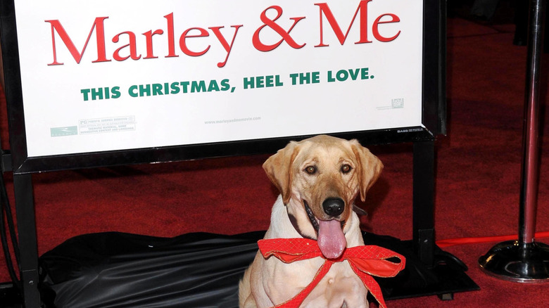 The dog from the movie "Marley & Me" at a red carpet premiere