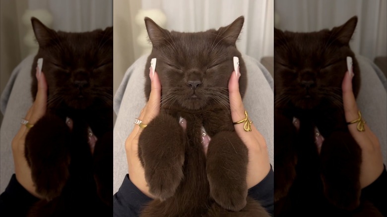 Contented brown cat getting a face massage