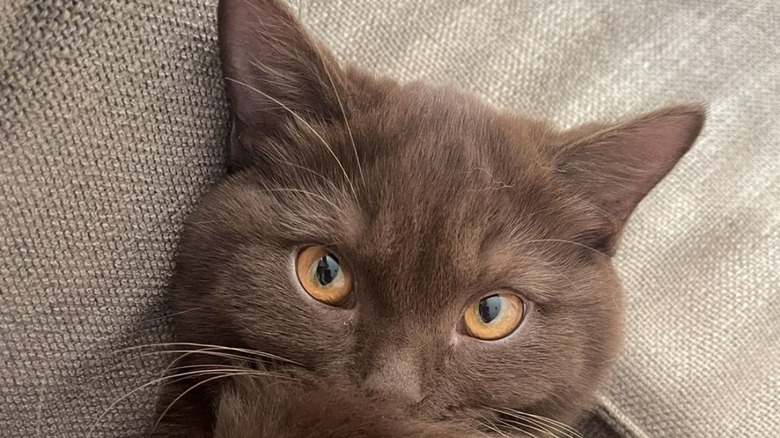 Close-up of brown cat's face
