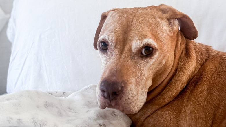 Honey looking serious while snuggled on a bed