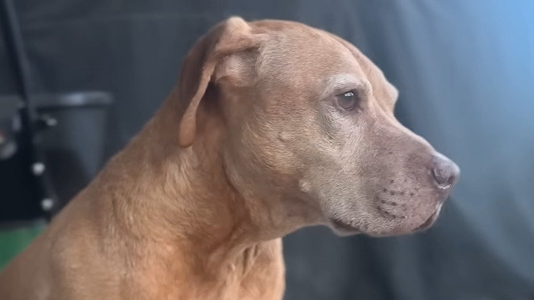 Nervous-looking dog staring off into the distance